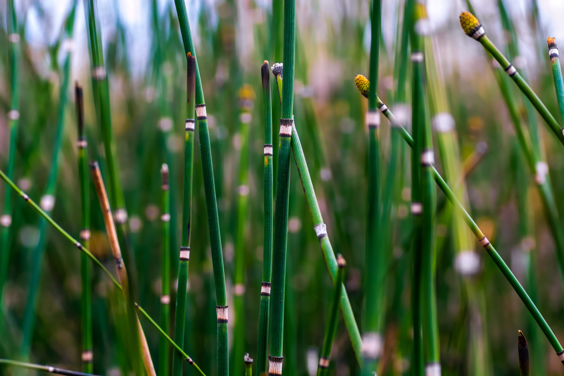 Horsetail