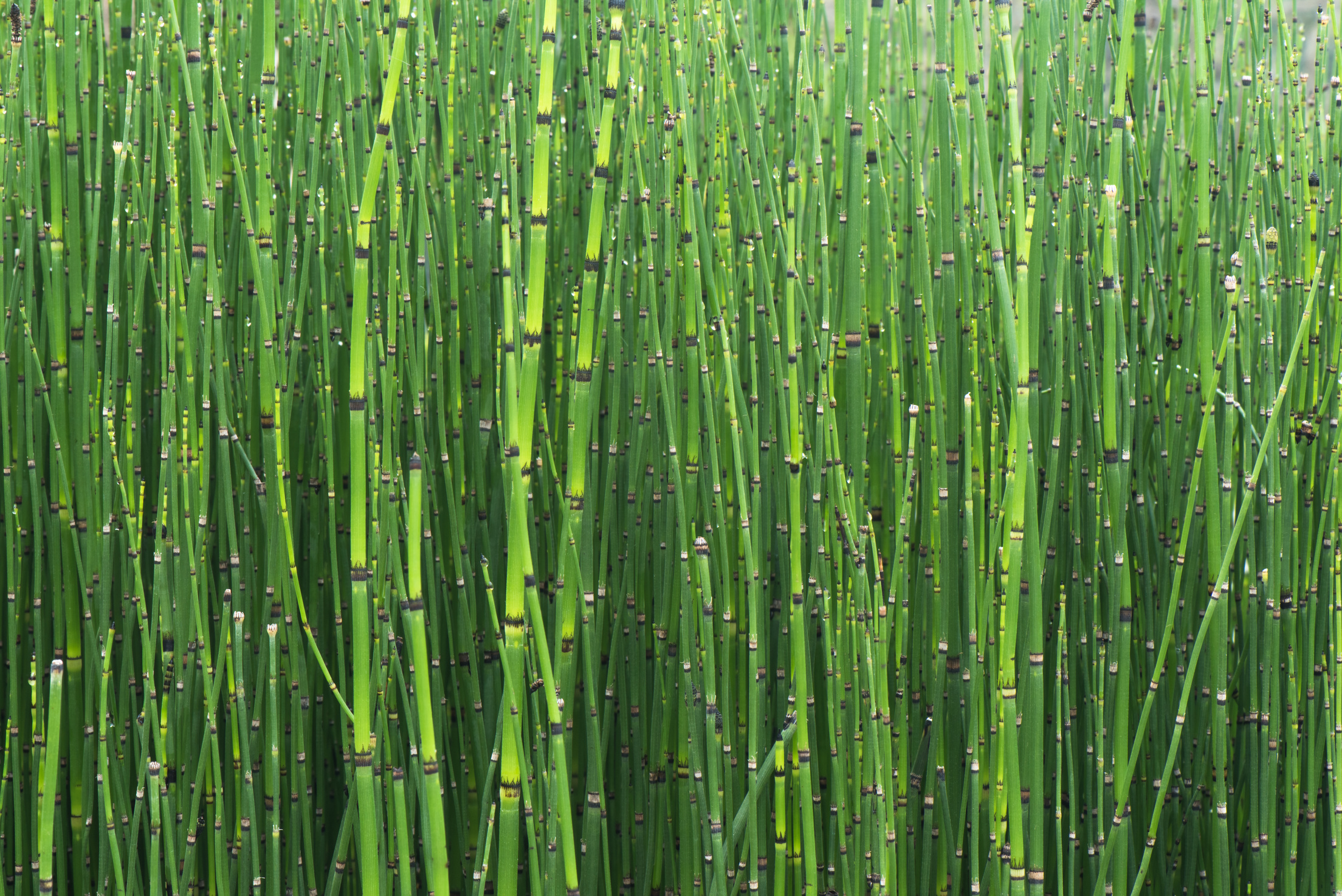 Horsetail