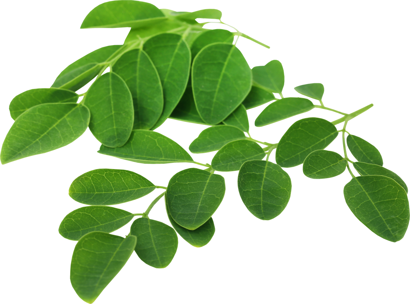 Moringa Leaves Cutout 