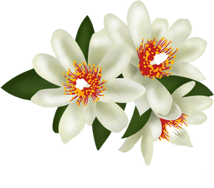 Ora pro nobis Brazilian Flower Illustration