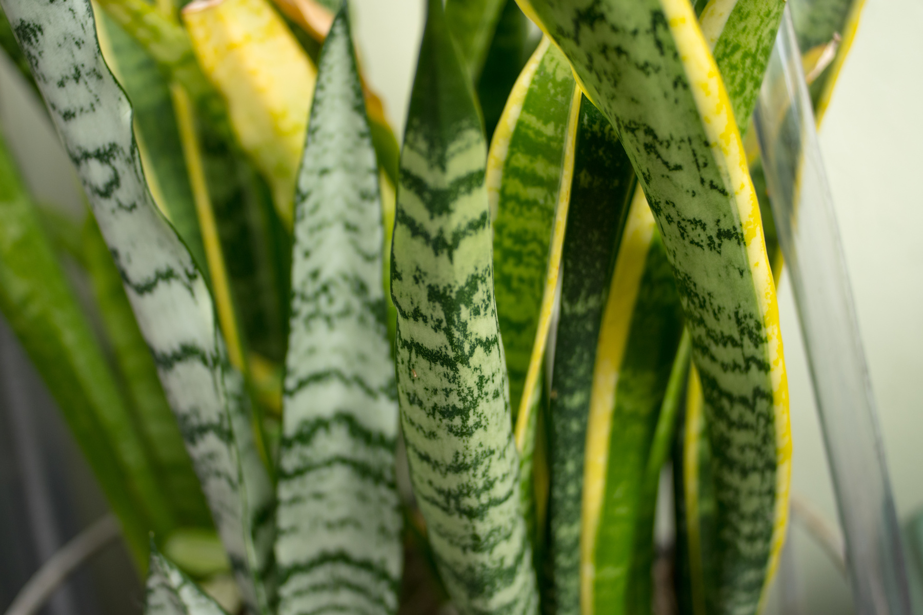 Axé plants (ogum sword)