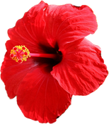 Red Hibiscus Flower bunga kembang sepatu