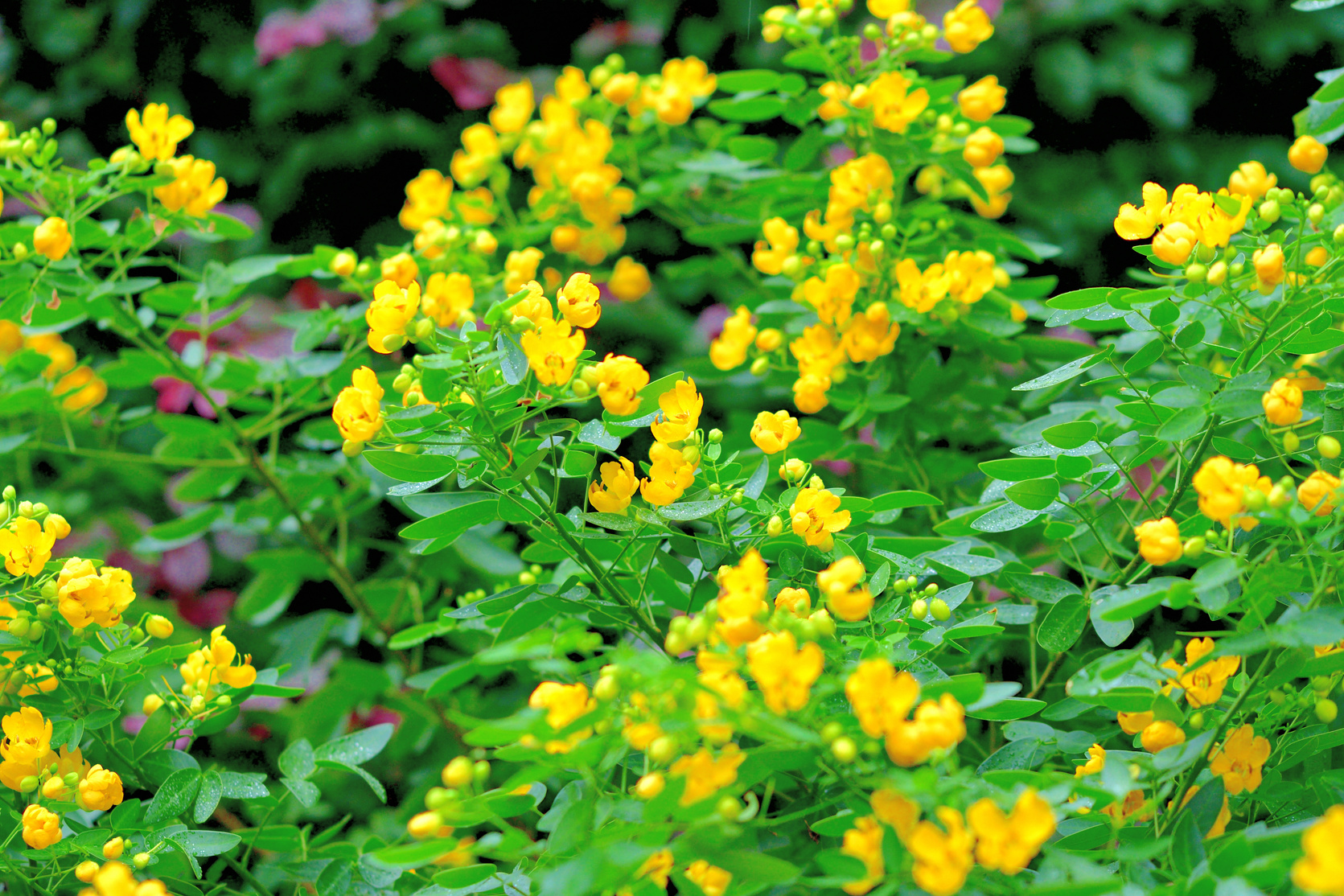 Senna pendula / Climbing cassia / Pendant senna / Easter senna